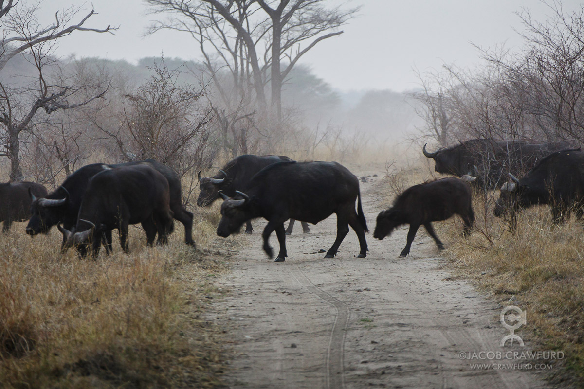Buffalos crossing, Tanzania